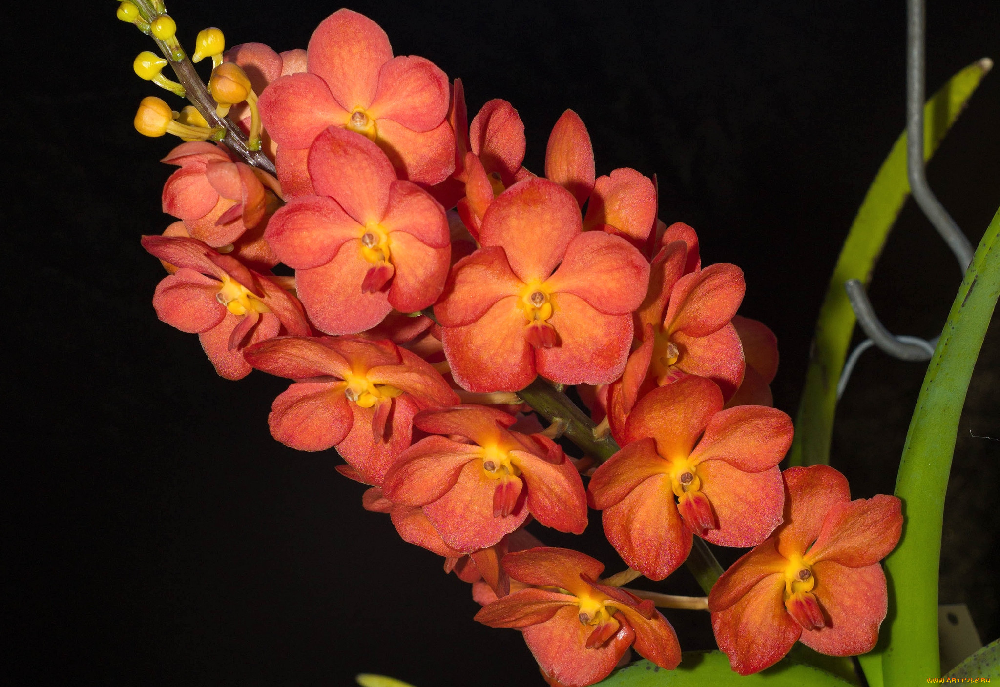 Орхидея мелкая оранжевая